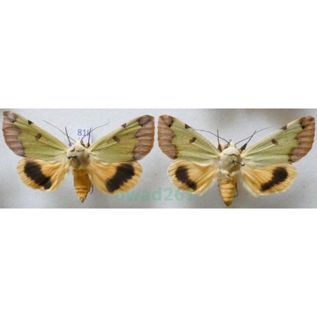 Ophiusa tirhaca (Cramer, 1773) pair ex. ovo Croatia81k